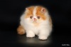 фото Персидская кошка питомник кошек From Pink Panther