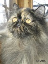фото Персидская Экзотическая   питомник кошек Matey Cat