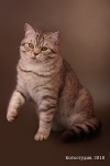 фото Сибирская кошка    питомник кошек Британские кошки Марины Зениной