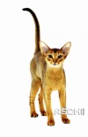 фото Абиссинская кошка питомник кошек ASCHI (АСЧИ)