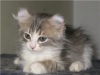 фото Керл питомник кошек CharmingCurl-американские керлы