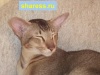 фото Ориентальная кошка питомник кошек Sharess-Ori