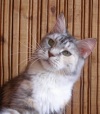 фото Мейн-кун    питомник кошек BLUESMAINE