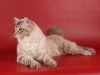 фото Невская маскарадная питомник кошек BLAND BEAST
