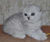 фото Шотландская вислоухая Экзотическая кошка   питомник кошек Lucky Maxi