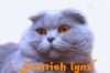  "Scottish Lynx". ����������� ��������� ���������� ������ ������ ������� ����