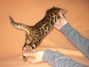 фото Британская кошка Шотландская вислоухая   питомник кошек Бенгальская кошка. Питомник MurenaCat