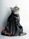 фото Американская короткошерстная питомник кошек SolidFold