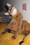 фото Абиссинская кошка    питомник кошек Элегантная Дикарка