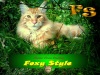  Foxy-Style. ����-���