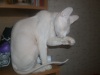 фото Донской сфинкс питомник кошек Гламурная Ева