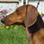 Питомник такс Dachshund Land, Елец
