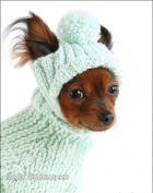 Фото удобно и красиво - одежда для маленьких собак Москва