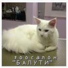 Фото Выставочный груминг для кошек! Москва