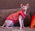 Фото Свяжем Вашей кошке стильную одежку! Москва