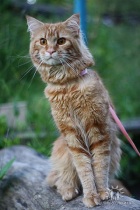 Фото Вязка, случка кота породы Мейн -кун Московская область