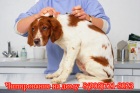 Фото Чипирование животных на дому и на выставках Москва