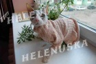 Фото вязаная одежда для кошек и собак Ростов-на-Дону
